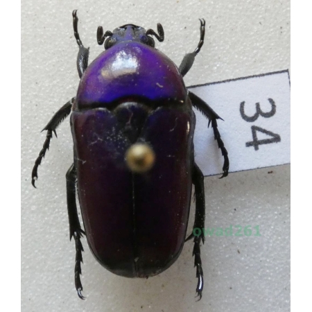 Chlorocala africana oertzeni Kolbe, 1895 ex. ovo Tanzania34